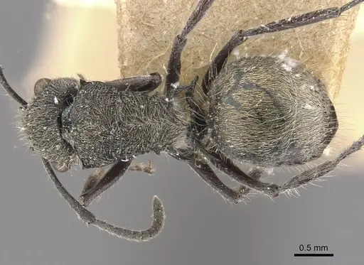 Polyrhachis heinlethii specimen CASENT0910826 image casent0910826_1