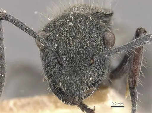 Polyrhachis heinlethii specimen CASENT0910826 image casent0910826_2