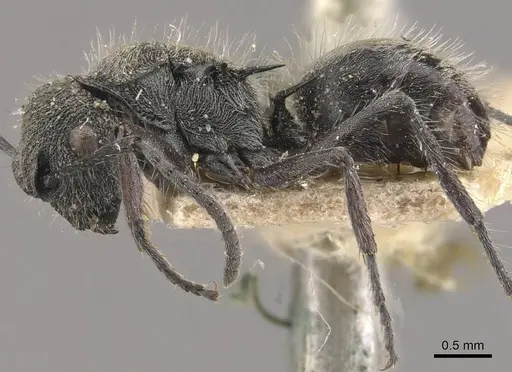 Polyrhachis heinlethii specimen CASENT0910826 image casent0910826_3