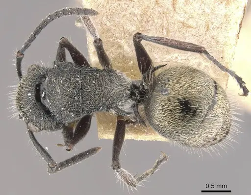 Polyrhachis heinlethii specimen CASENT0910827 image casent0910827_1