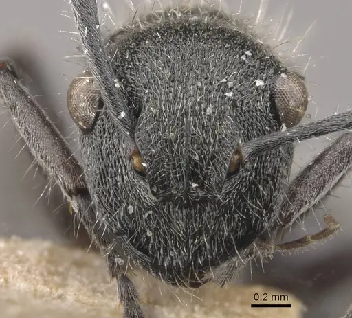 Polyrhachis heinlethii specimen CASENT0910827 image casent0910827_2