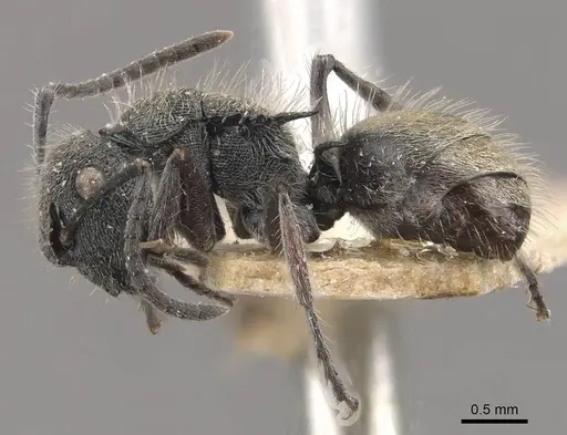 Polyrhachis heinlethii specimen CASENT0910827 image casent0910827_3
