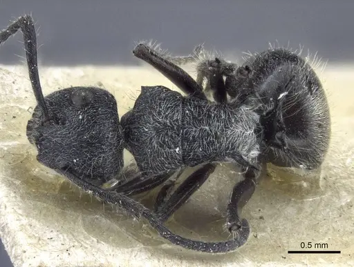 Polyrhachis heinlethii specimen CASENT0916642 image casent0916642_1