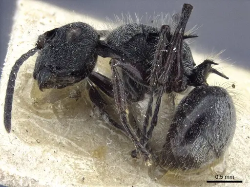 Polyrhachis heinlethii specimen CASENT0916642 image casent0916642_2