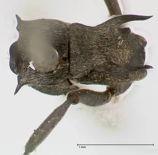 Polyrhachis hera specimen FOCOL0573 image focol0573_1