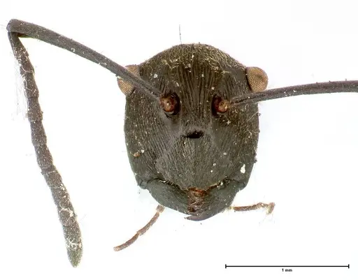 Polyrhachis hera specimen FOCOL0573 image focol0573_2