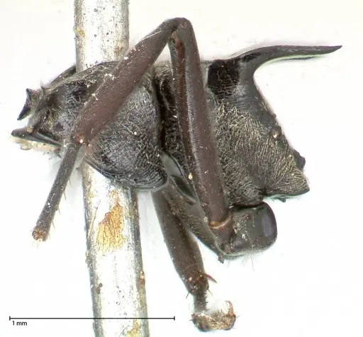 Polyrhachis hera specimen FOCOL0573 image focol0573_3