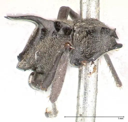 Polyrhachis hera specimen FOCOL0573 image focol0573_4