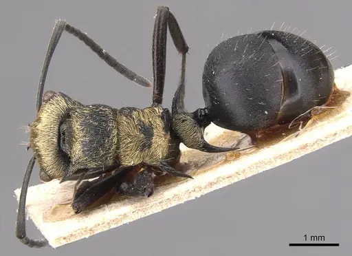 Polyrhachis hermione specimen CASENT0905574 image casent0905574_1