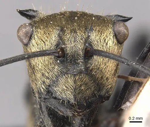 Polyrhachis hermione specimen CASENT0905574 image casent0905574_2