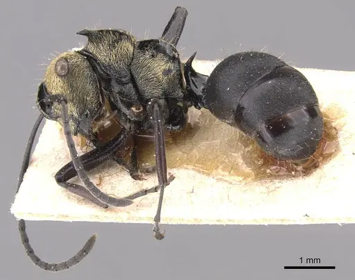 Polyrhachis hermione specimen CASENT0905574 image casent0905574_3