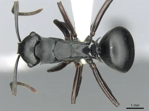 Polyrhachis hexacantha specimen CASENT0249664 image casent0249664_1