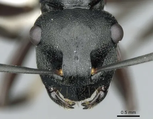Polyrhachis hexacantha specimen CASENT0249664 image casent0249664_2