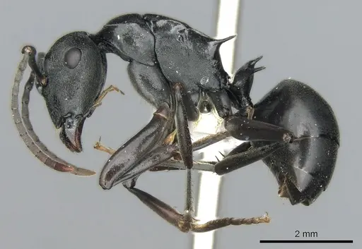 Polyrhachis hexacantha specimen CASENT0249664 image casent0249664_3