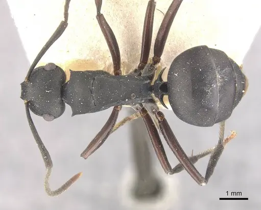 Polyrhachis hexacantha specimen CASENT0910769 image casent0910769_1