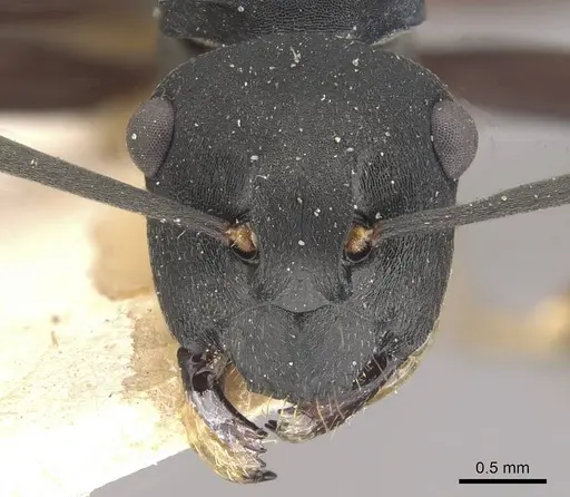 Polyrhachis hexacantha specimen CASENT0910769 image casent0910769_2