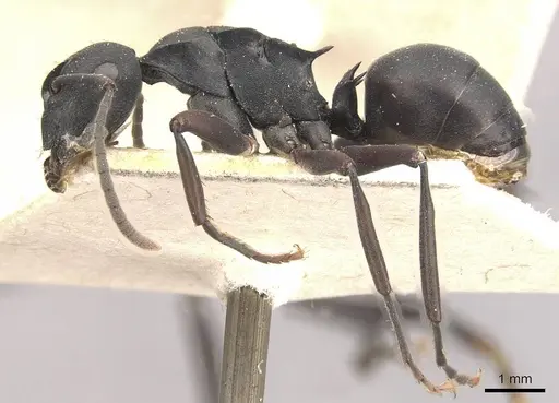 Polyrhachis hexacantha specimen CASENT0910769 image casent0910769_3