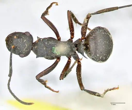 Polyrhachis hexacantha specimen FOCOL2543 image focol2543_1