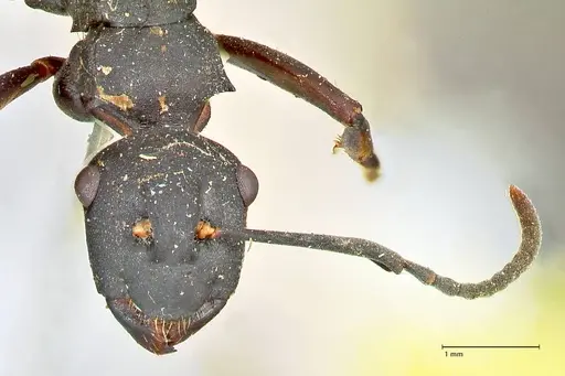 Polyrhachis hexacantha specimen FOCOL2543 image focol2543_2