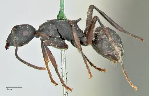 Polyrhachis hexacantha specimen FOCOL2543 image focol2543_3
