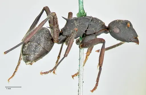 Polyrhachis hexacantha specimen FOCOL2543 image focol2543_4