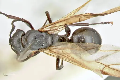 Polyrhachis hexacantha specimen FOCOL2544 image focol2544_1