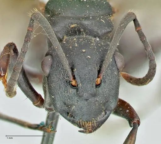 Polyrhachis hexacantha specimen FOCOL2544 image focol2544_2