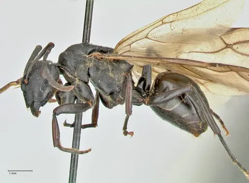 Polyrhachis hexacantha specimen FOCOL2544 image focol2544_3