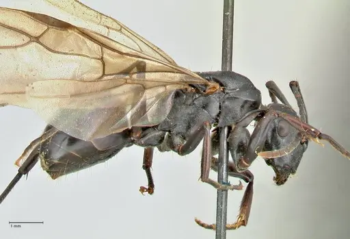 Polyrhachis hexacantha specimen FOCOL2544 image focol2544_4