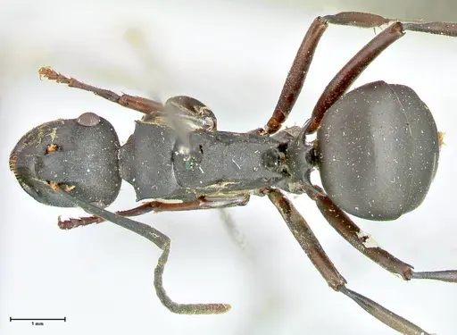 Polyrhachis hexacantha specimen FOCOL2545 image focol2545_1