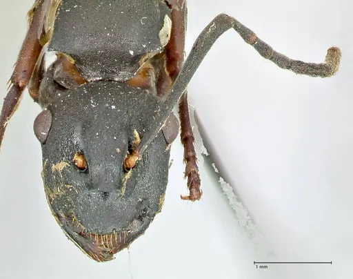 Polyrhachis hexacantha specimen FOCOL2545 image focol2545_2