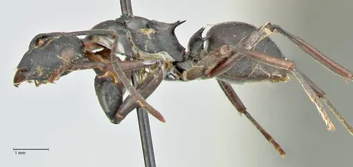 Polyrhachis hexacantha specimen FOCOL2545 image focol2545_3