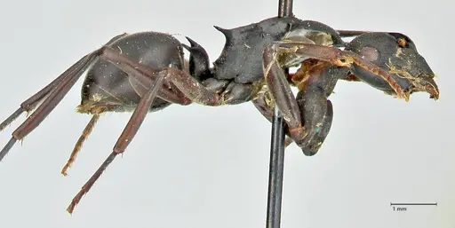 Polyrhachis hexacantha specimen FOCOL2545 image focol2545_4