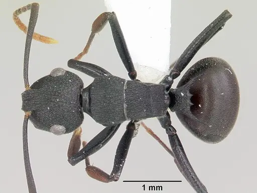 Polyrhachis hilaris specimen CASENT0103176 image casent0103176_1