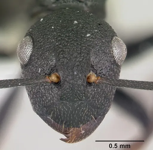 Polyrhachis hilaris specimen CASENT0103176 image casent0103176_2