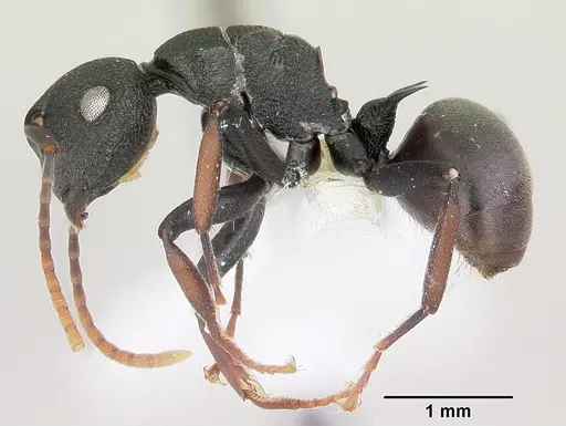 Polyrhachis hilaris specimen CASENT0103176 image casent0103176_3
