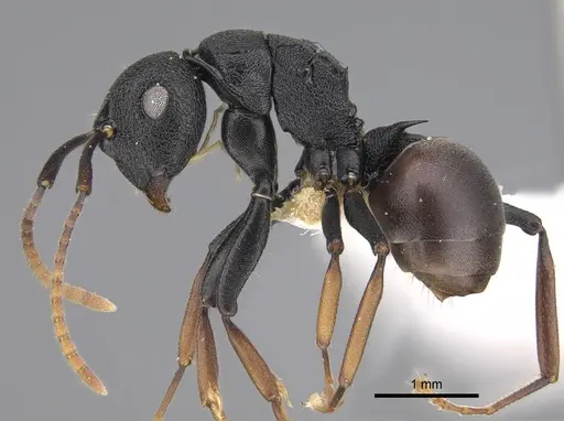 Polyrhachis hilaris specimen CASENT0923494 image casent0923494_1