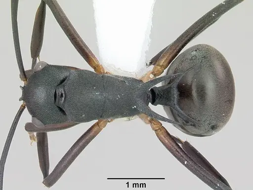 Polyrhachis hippomanes specimen CASENT0103195 image casent0103195_1
