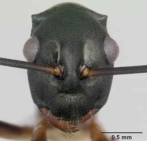 Polyrhachis hippomanes specimen CASENT0103195 image casent0103195_2