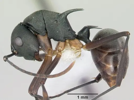Polyrhachis hippomanes specimen CASENT0103195 image casent0103195_3