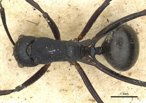 Polyrhachis hippomanes specimen CASENT0901873 image casent0901873_1