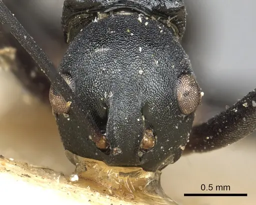 Polyrhachis hippomanes specimen CASENT0901873 image casent0901873_2
