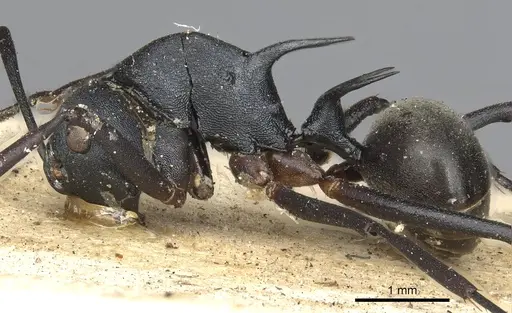 Polyrhachis hippomanes specimen CASENT0901873 image casent0901873_3