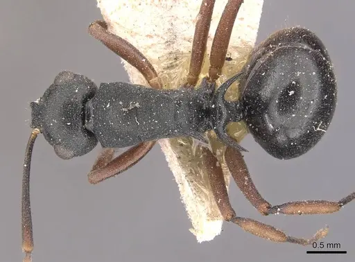 Polyrhachis hippomanes specimen CASENT0905632 image casent0905632_1