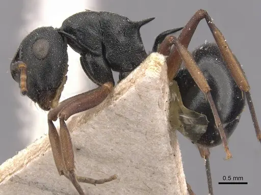 Polyrhachis hippomanes specimen CASENT0905632 image casent0905632_3