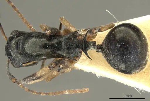 Polyrhachis hippomanes specimen CASENT0915613 image casent0915613_1