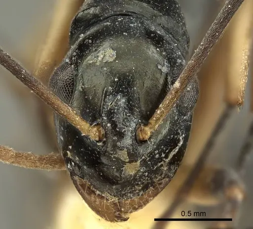 Polyrhachis hippomanes specimen CASENT0915613 image casent0915613_2