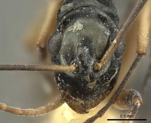 Polyrhachis hippomanes specimen CASENT0915613 image casent0915613_3