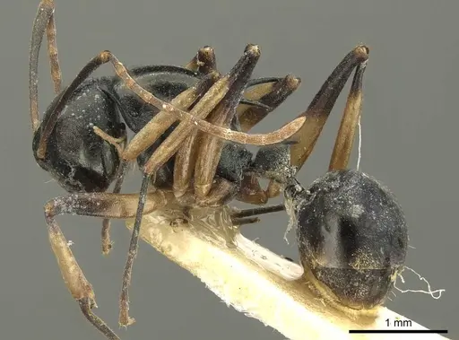 Polyrhachis hippomanes specimen CASENT0915613 image casent0915613_4