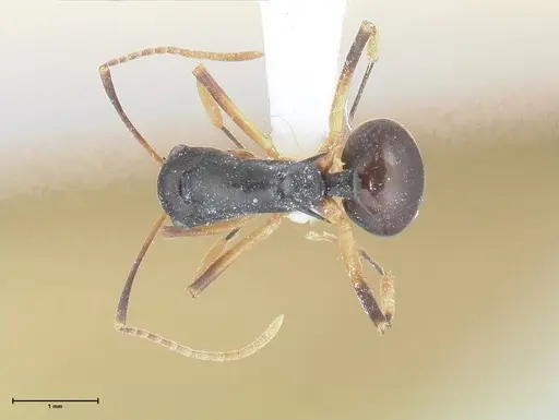Polyrhachis hippomanes specimen FOCOL2648-1 image focol2648-1_1